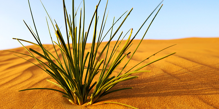 Pflanze in der Wüste