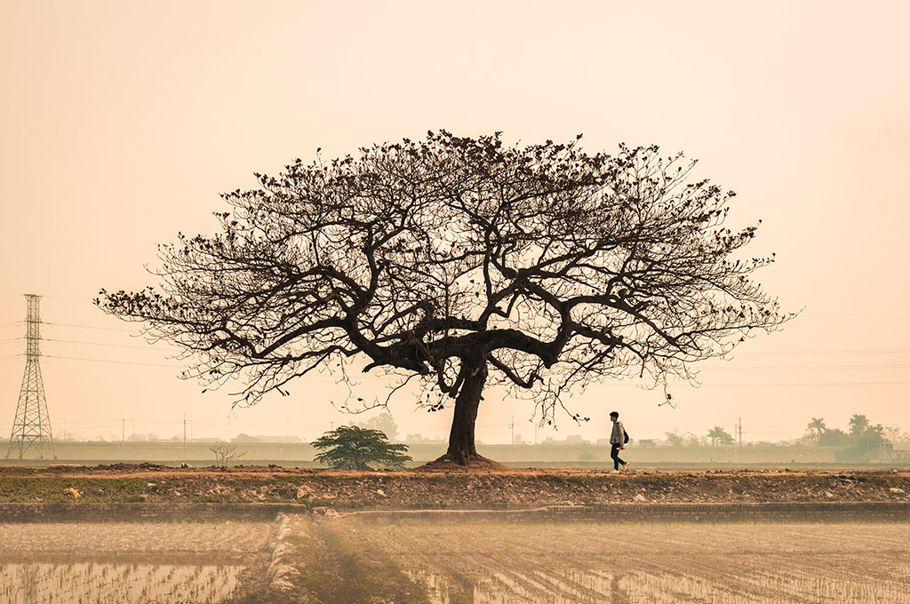 Baum und Mann