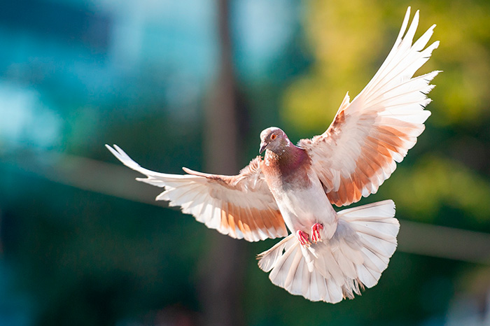 © Kieu Truong, pixabay Fliegender Vogel